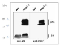 2S3P | 2S seed storage protein 3 in the group Antibodies Plant/Algal / Membrane Transport System / Endomembrane system at Agrisera AB (Antibodies for research) (AS20 4405)